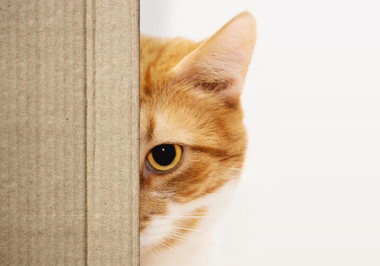 katzenklo verstecken