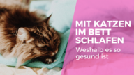 Weshalb Katzen so gerne im Bett schlafen und warum wir es erlauben sollten