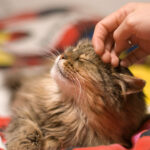 Frunevetmab soll Katzen bei chronischen Schmerzen helfen