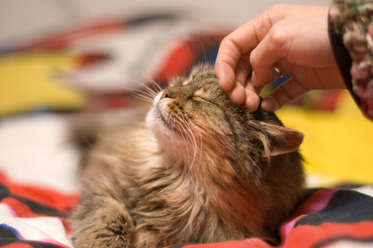 Frunevetmab soll Katzen bei chronischen Schmerzen helfen