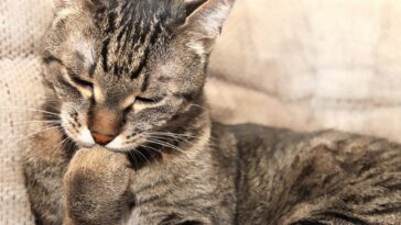 Krallenkauen bei Katzen ist wie Nägelkauen beim Menschen
