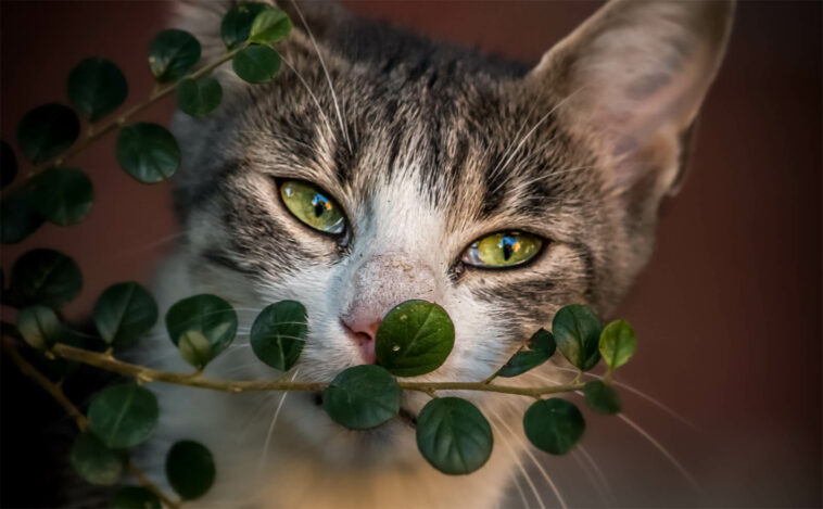 heilkräfte der katzen auch für den menschen