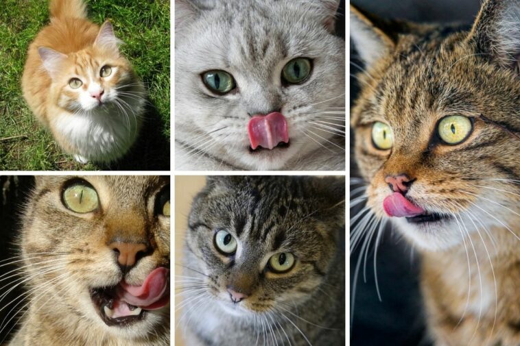 katze frisst nur leckerli