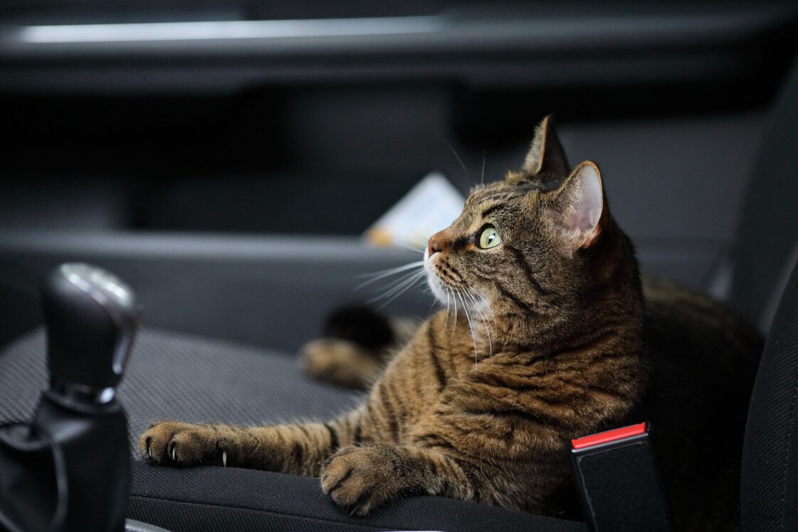 Autofahrt mit ängstlicher Katze 🙀 8 Tipps, wie sie stressfrei gelingt