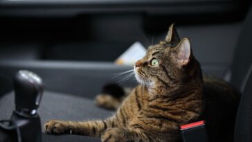 längere autofahrt mit katze