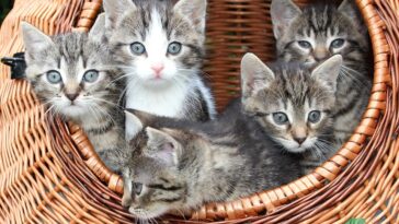 beliebteste Katzennamen 2022