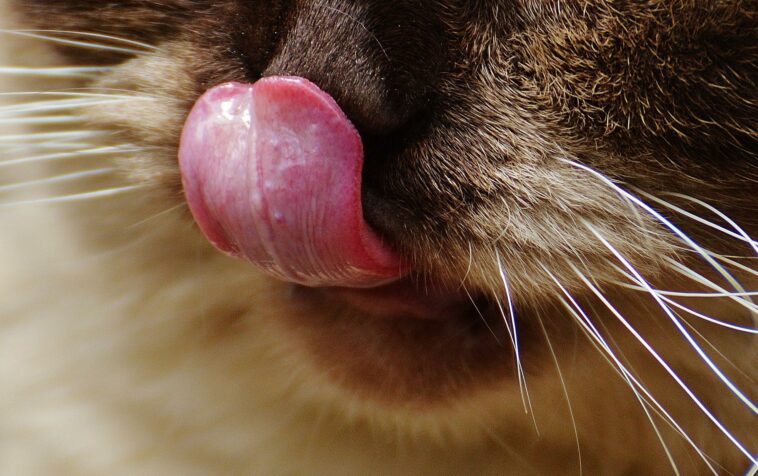 katzenfutter hoher fleischanteil