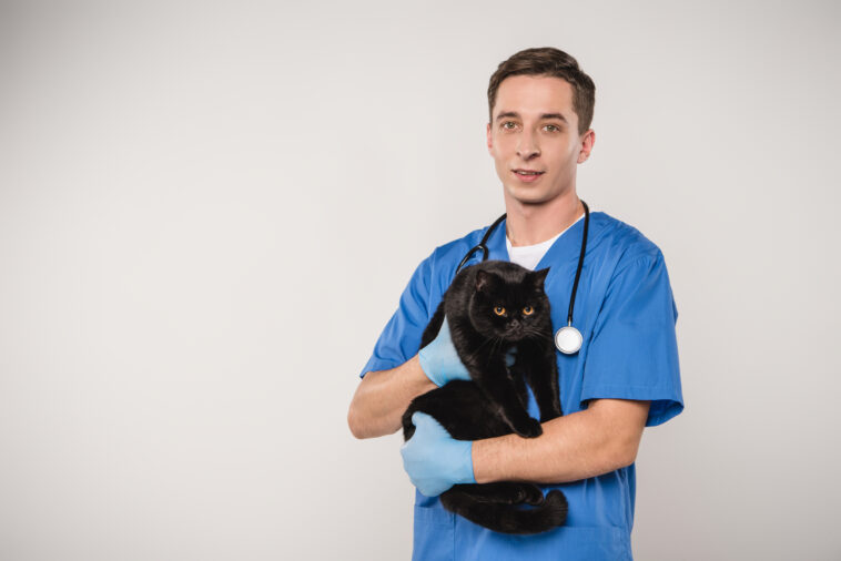 tierarzt für katzen