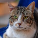aretha app haustiere hunde katzen