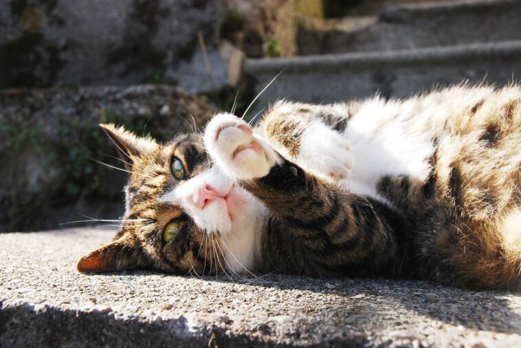 hängebauch bei katzen