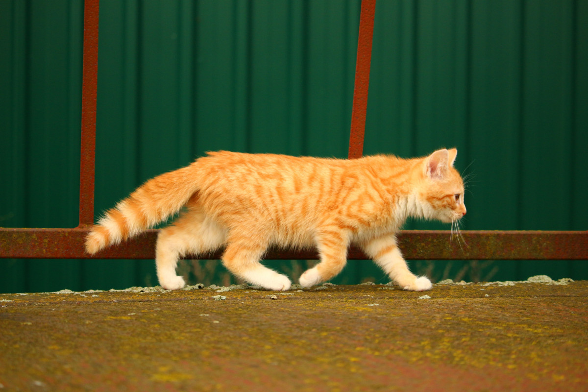 Rote Katze gefleckt