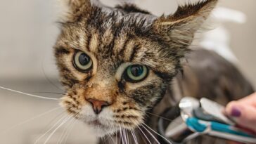 katze rasieren