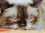 katze im nackengriff