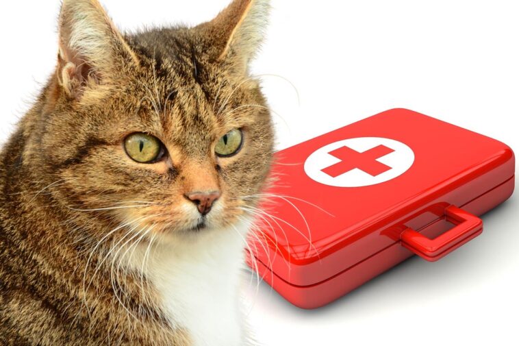 notfallapotheke für katzen was gehört hinein