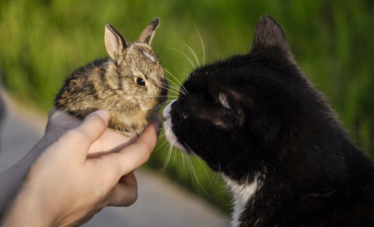 Katzen Ostern