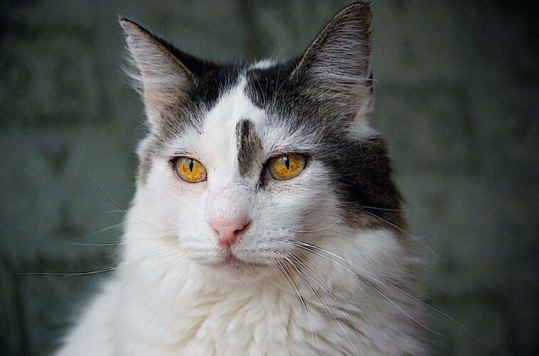 katzen studie japan