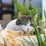 katzen streifzüge