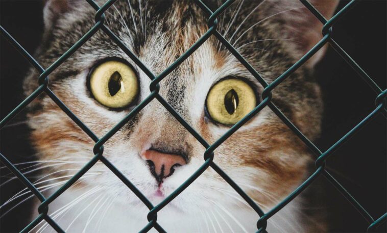 wiesloch walldorf katzen