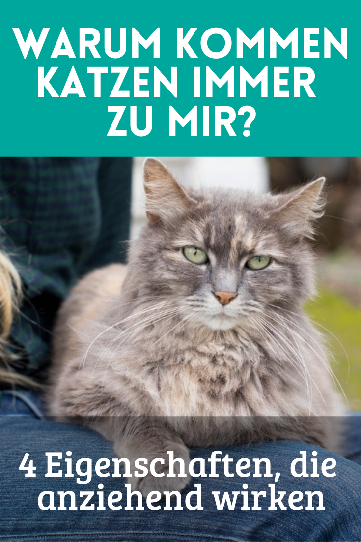 katzenflüsterer Pinterest Pin