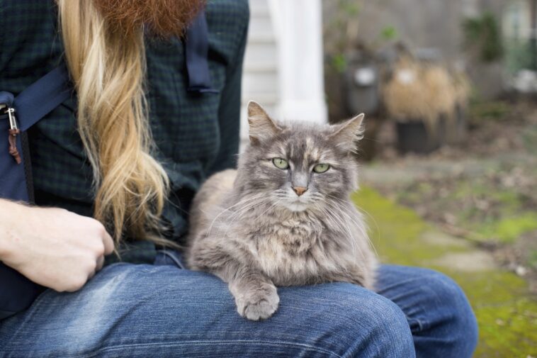 Warum kommen Katzen immer zu mir