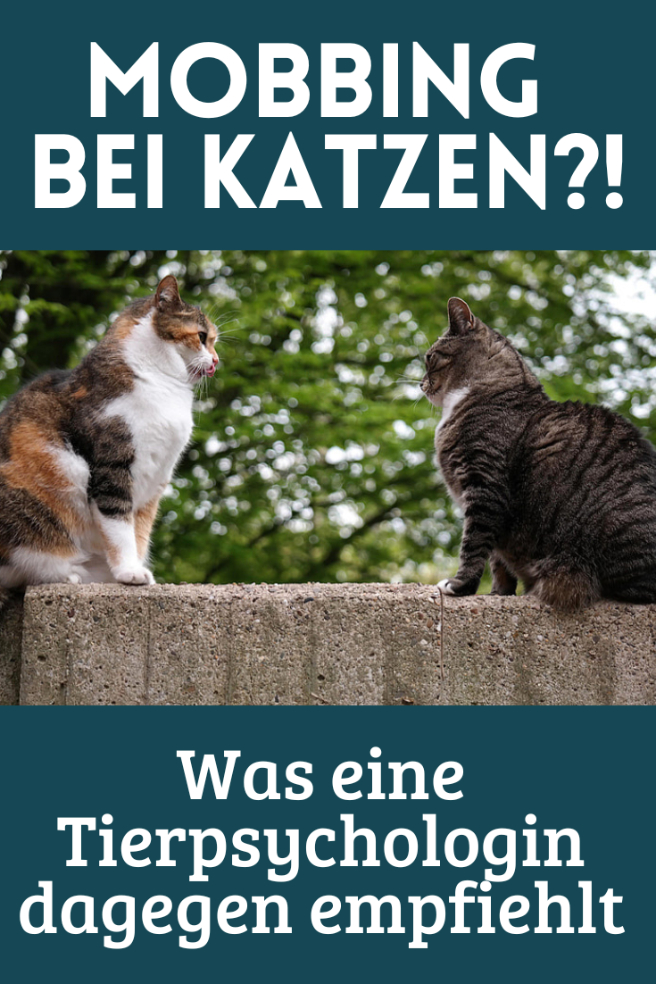 Mobbing kann Katzen genau wie Menschen treffen
