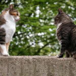 Stalking und Mobbing bei Katzen: Woraus Halter achten sollten