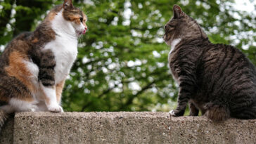 Stalking und Mobbing bei Katzen: Woraus Halter achten sollten