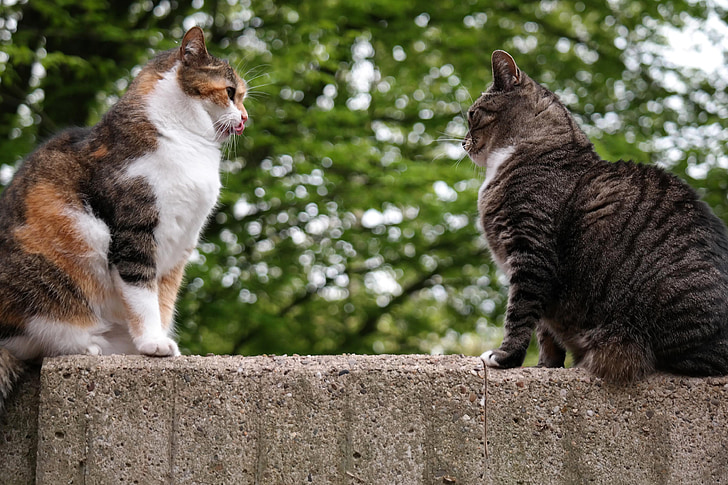 Stalking und Mobbing bei Katzen: Woraus Halter achten sollten