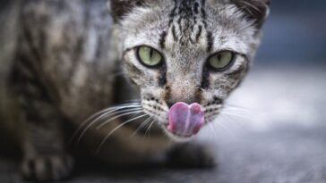 Katze Emily testet Katzenfutter mit Insekten