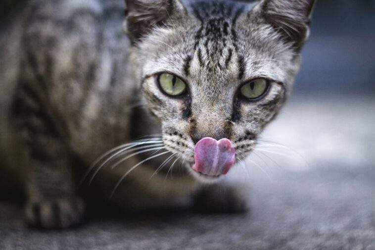 Katze Emily testet Katzenfutter mit Insekten