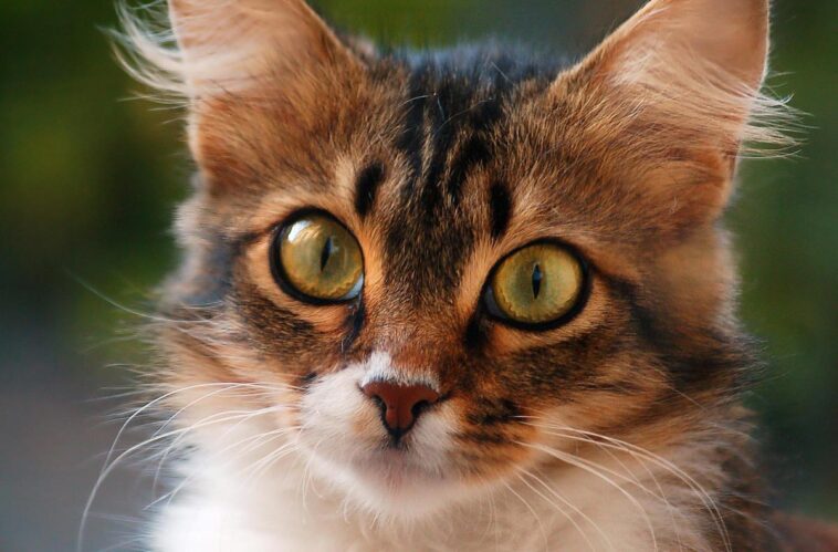 Hat meine Katze Diabetes?
