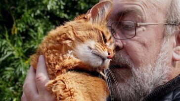 Harnwege Katze