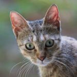 Katzen Wiesloch Walldorf