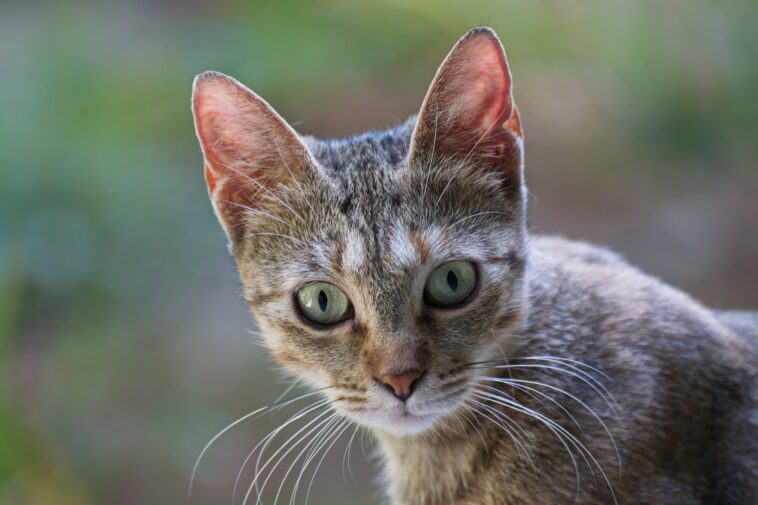 Katzen Wiesloch Walldorf