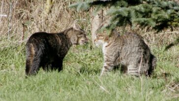 Kämpfende Katzen: Woran erkennt man, ob es Ernst ist?