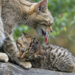 Katzen in der Türkei ziehen in das Parlamentsgebäude