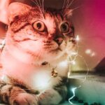 Mädchen identifiziert sich als Katze