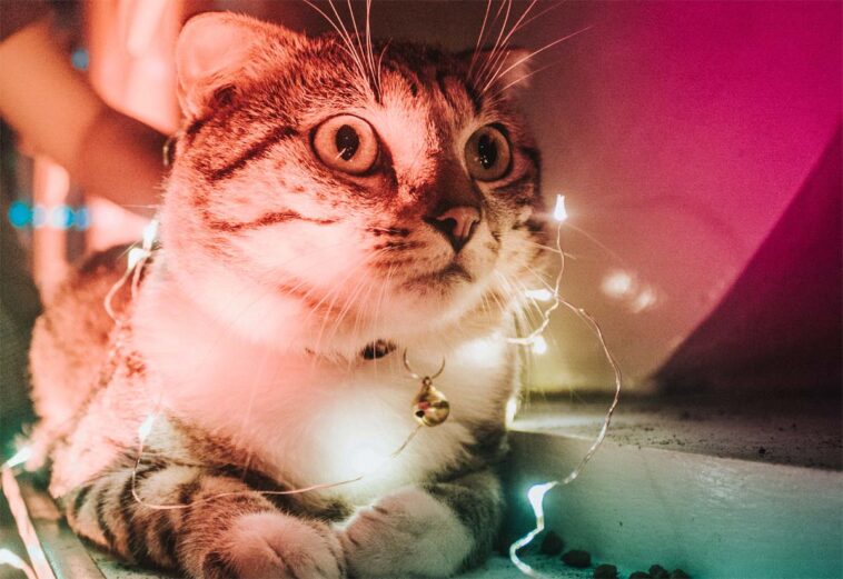 Mädchen identifiziert sich als Katze