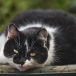katze übergewicht op