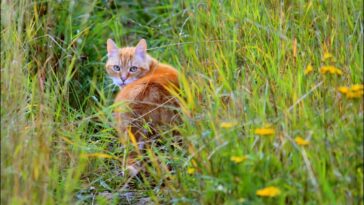Zeckenschutzmittel Permethrin ist tödlich für Katzen