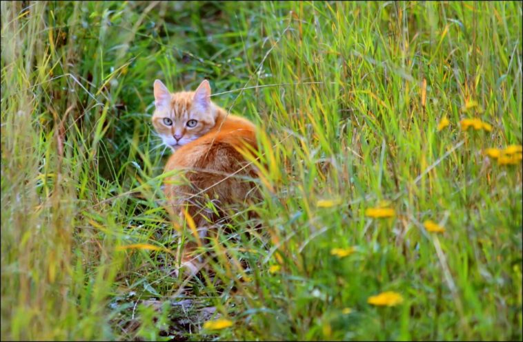 Zeckenschutzmittel Permethrin ist tödlich für Katzen