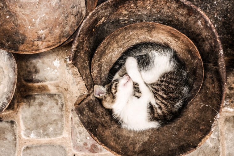 Katzen im Judentum: In Israel leben mehr als 2 Millionen Katzen