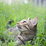 Eine Wurmkur kann Lungenwürmer bei Katzen vorbeugen