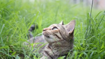 Eine Wurmkur kann Lungenwürmer bei Katzen vorbeugen