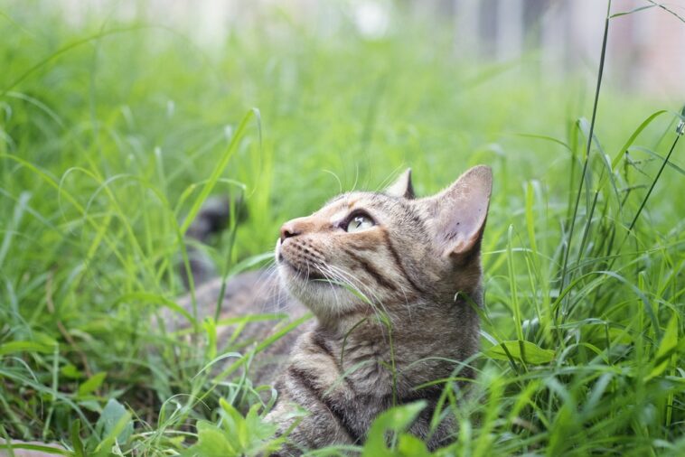 Eine Wurmkur kann Lungenwürmer bei Katzen vorbeugen