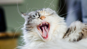 Zahnsanierung bei Katzen: Genauer Ablauf der Behandlung im Video ansehen