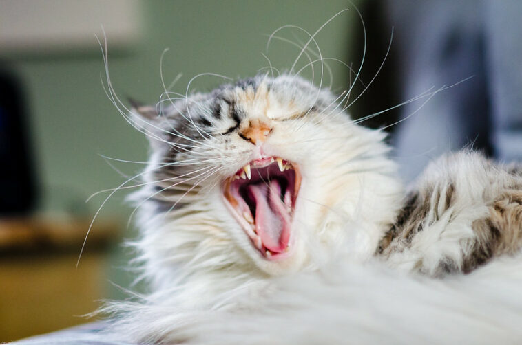 Zahnsanierung bei Katzen: Genauer Ablauf der Behandlung im Video ansehen