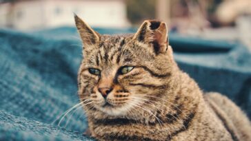Alte Katze: Woraus soll man bei Seniorenkatzen achten?
