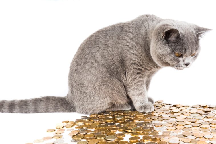 Geld beim Tierarzt sparen - 7 Tricks für Katzenhalter