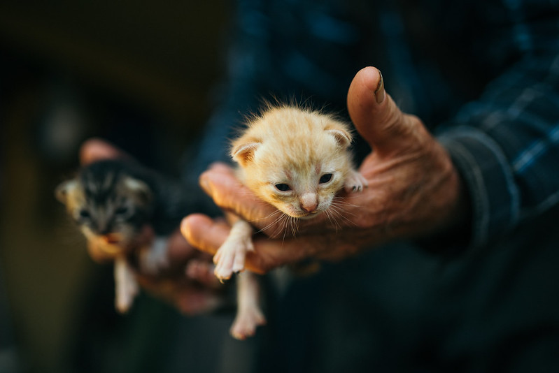 Ab wann werden Katzen geimpft? Vor der 8. Lebenswoche sollte es nicht sein!